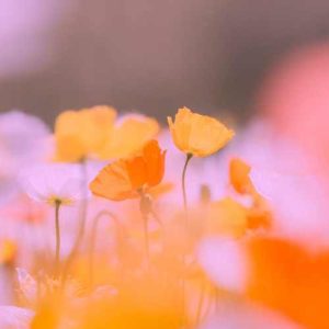 دانلود آهنگ سر چشاش جنگه مگه نه بله بله بله